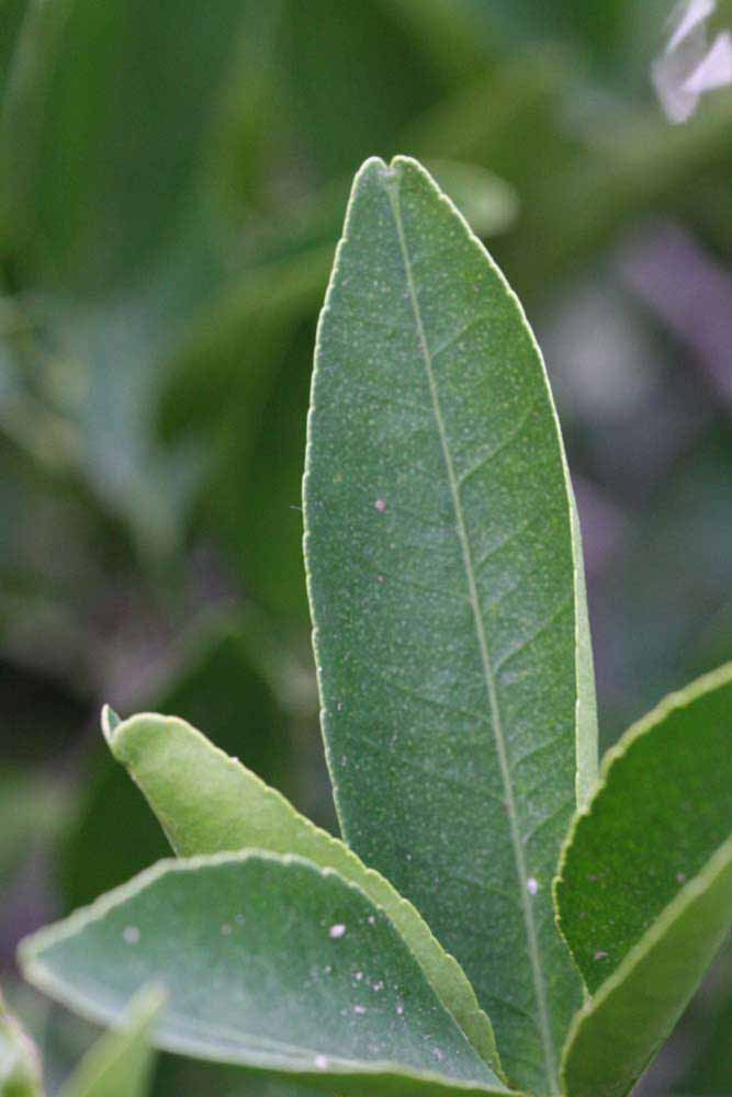              Margin (Riverside, CA)       